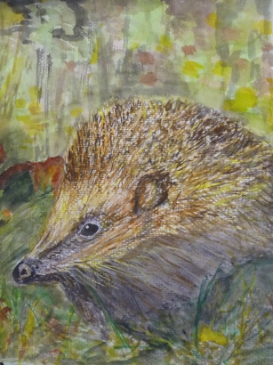 hedgehog